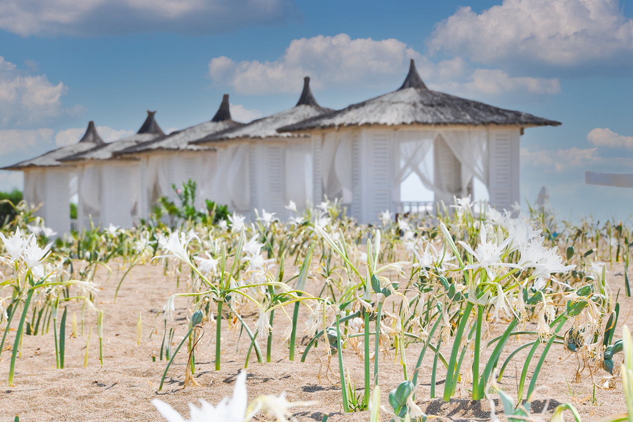 Sea Daffodils Are Under Protection Of Barut!